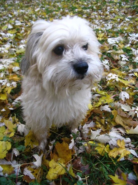 a small white dog standing next to leaves