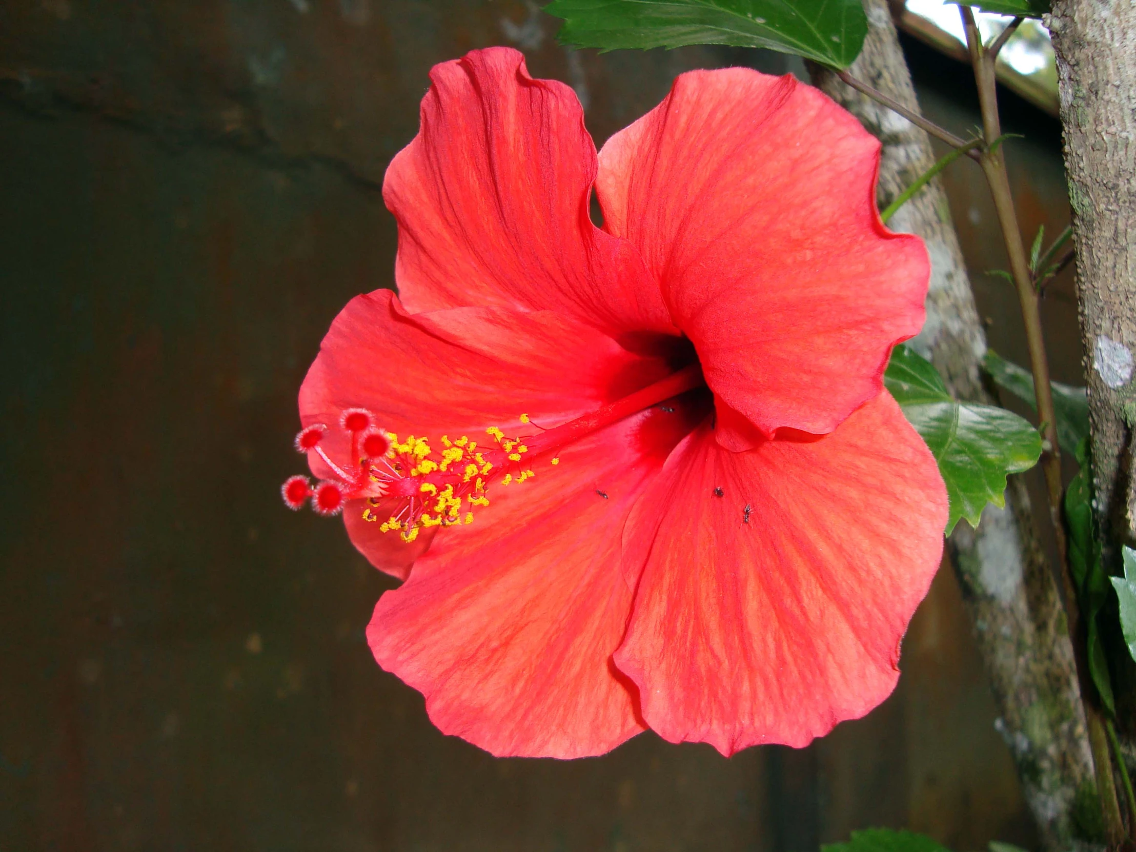 a large pink flower in the midst of green leaves