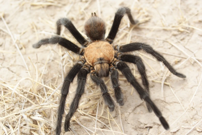 the taranuise is a very large spider