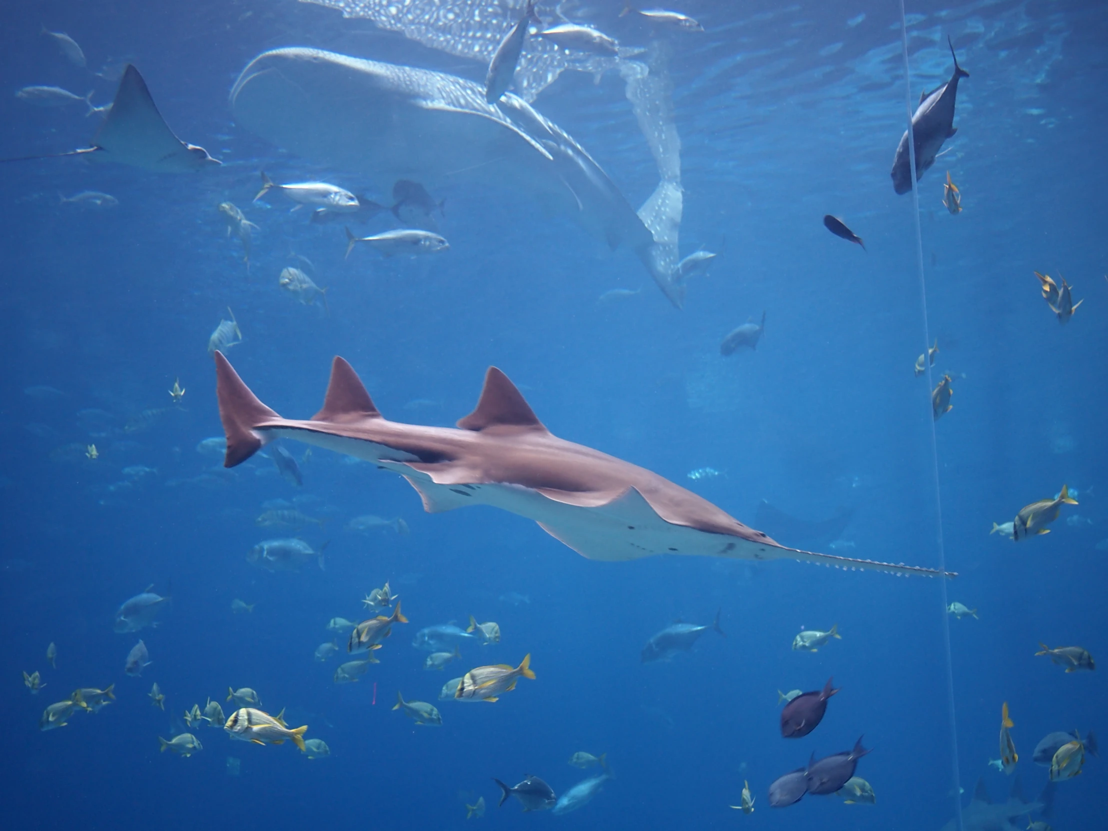 shark swimming among fishes under the water