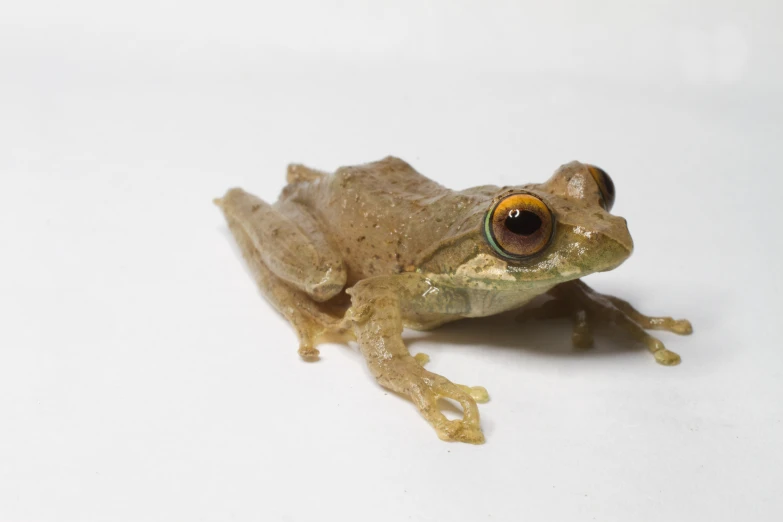 a small frog with yellow eyes looks upward