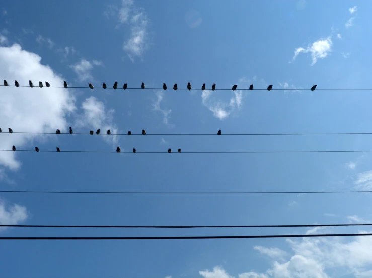 birds sitting on an electric wire against a blue sky