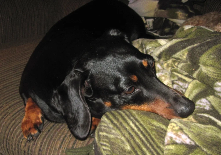 the black and brown dog is laying down on the blanket