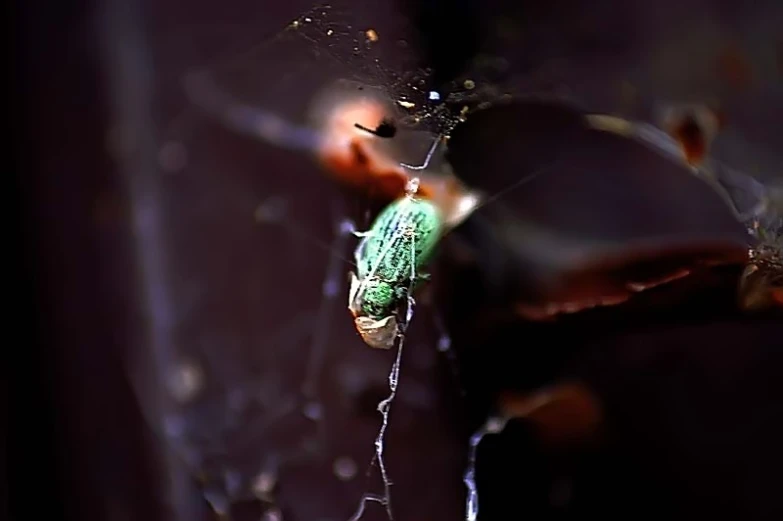 a bug hanging from a web between two stems