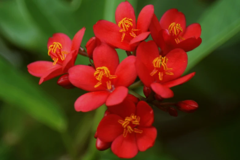 some small red flowers are blooming out in the sunlight