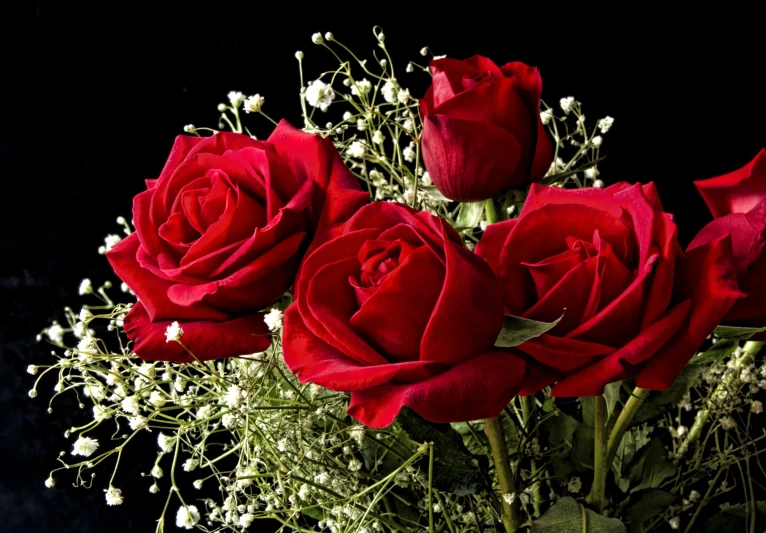 a close up po of a bunch of red roses