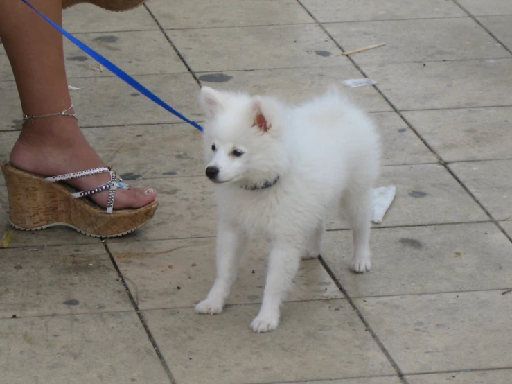 a white puppy standing on top of a tiled floor next to a woman's shoe