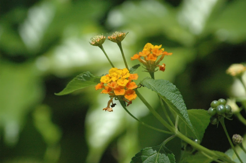 an orange flower sits on a green plant