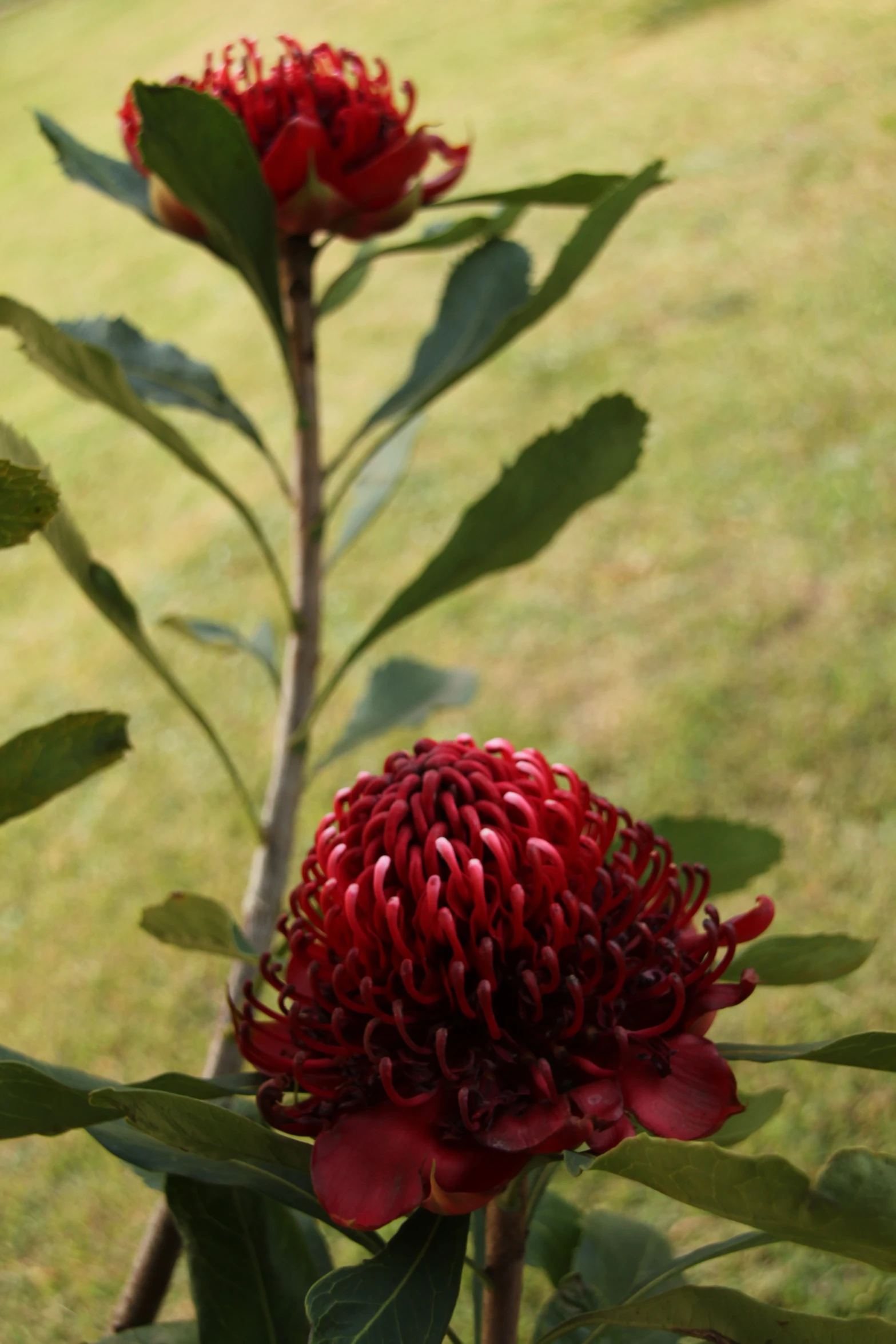 two red flowers on some green leaves in the grass