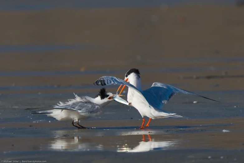 two birds landing on top of the wet sand