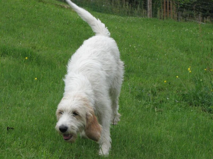 a dog is running through a green field