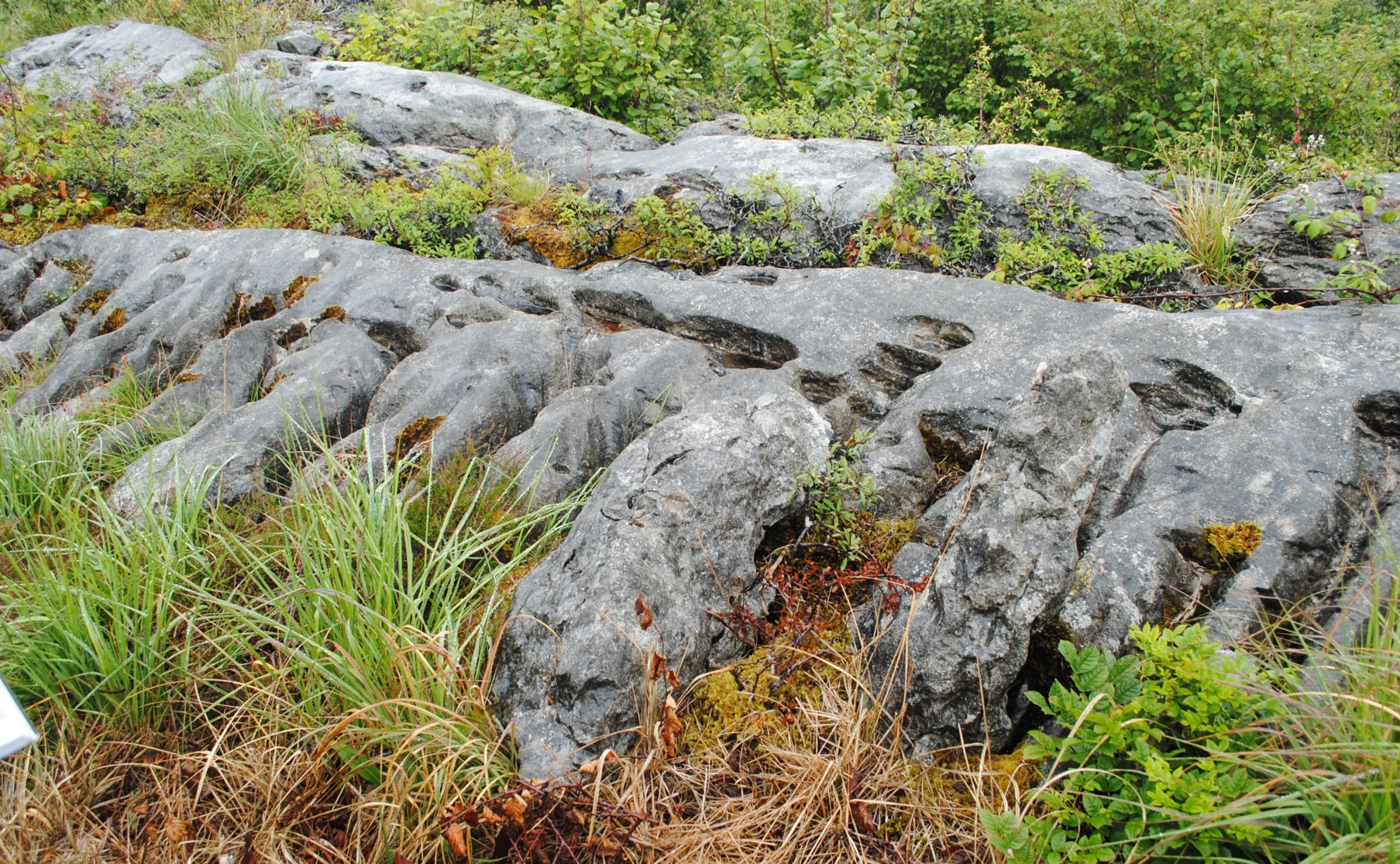 several rocks with plants on one of them