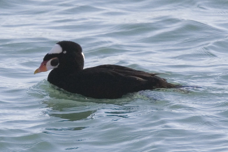 a black duck with a white beak is swimming