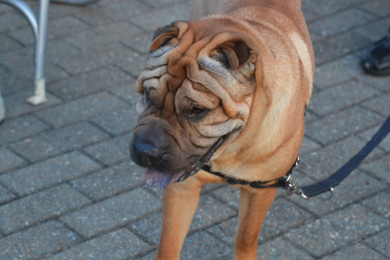 this dog has wrinkles on his face