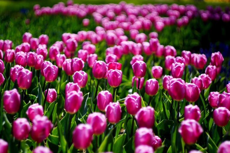 a field full of lots of pink tulips