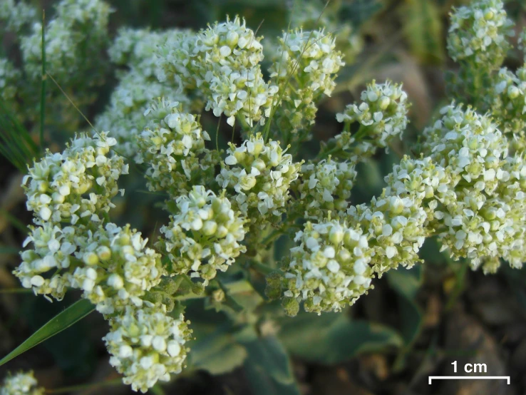 some white flowers in a blurry pograph