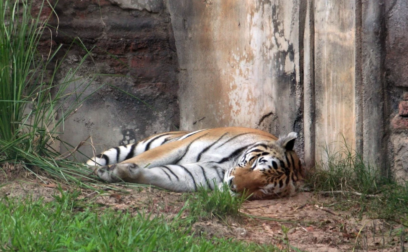 a tiger laying down next to an old building