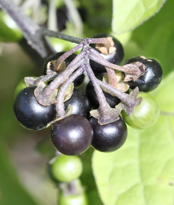 berries have been picked from a tree on the nches