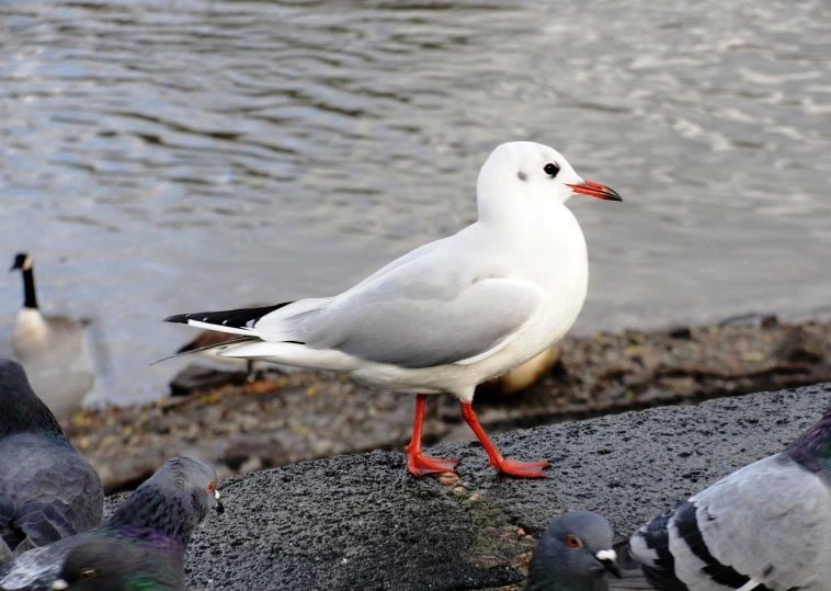 a white and black bird some water rocks and a body of water