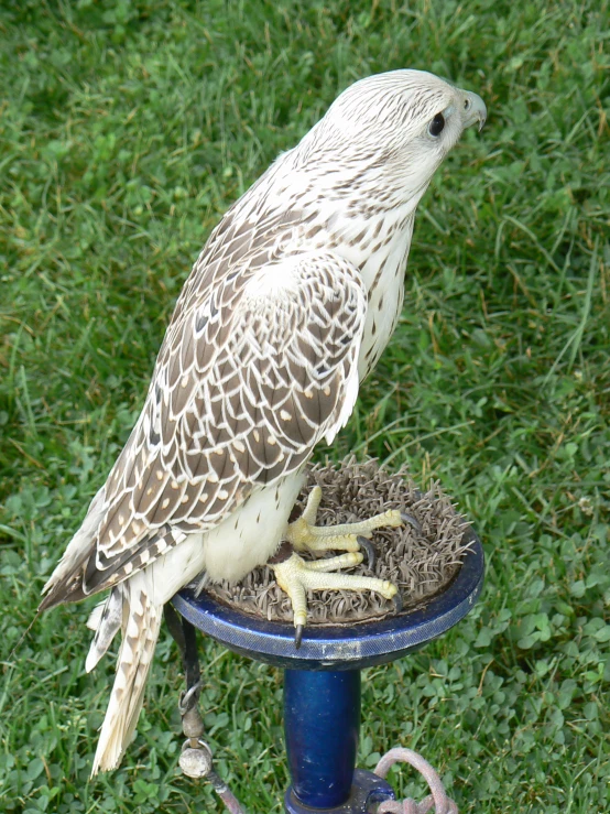 a bird sitting on top of a blue table