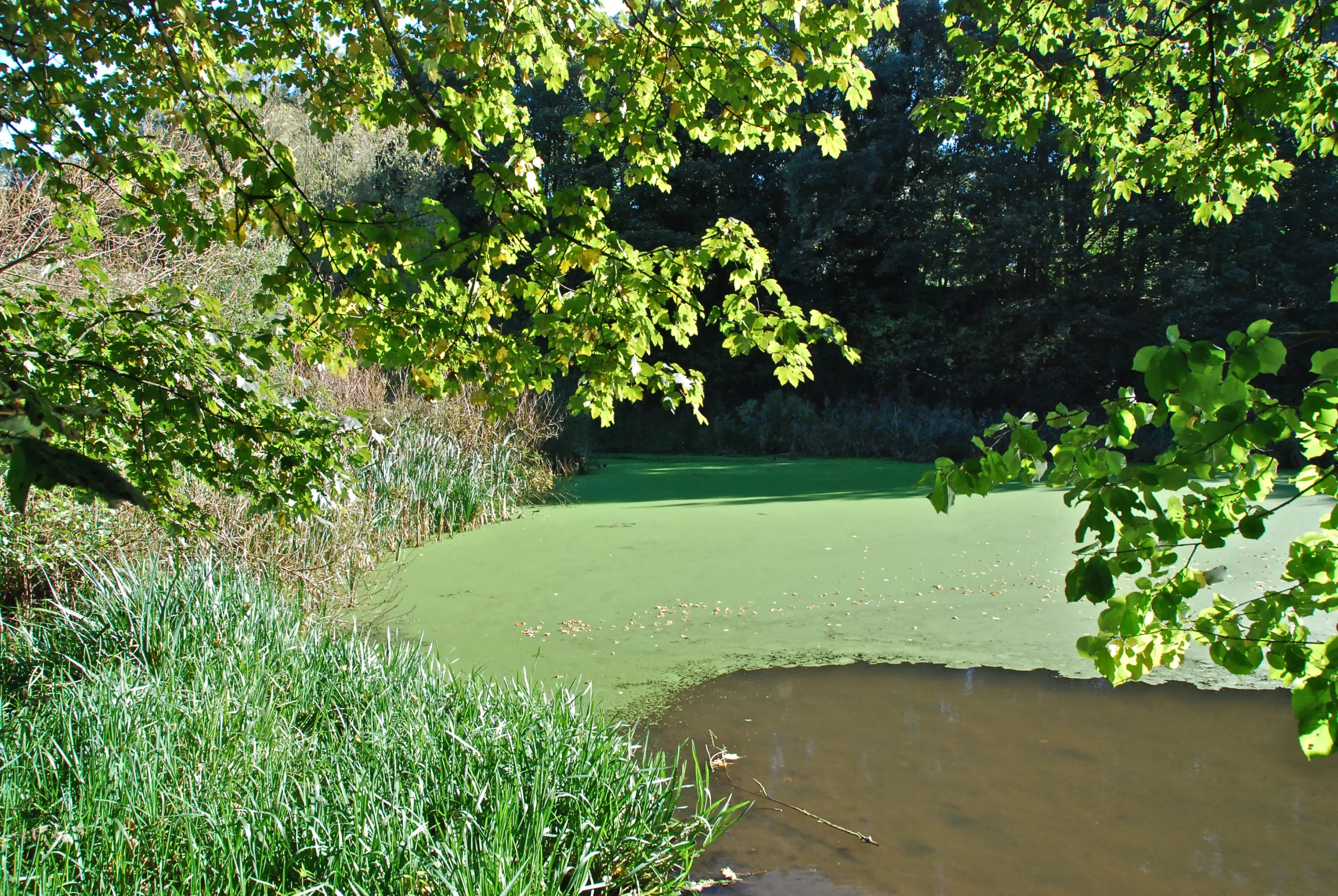 green and brown water under some trees