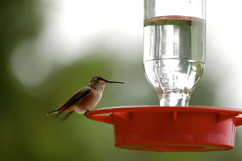 a bird perched on a bird feeder looking at water