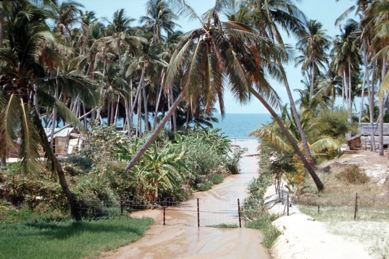 palm trees on a dirt road by the ocean