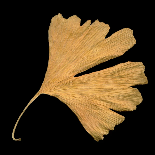 a yellow leaf on a black background is seen