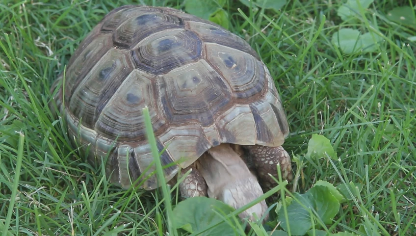 a turtle is walking through the grass in a field