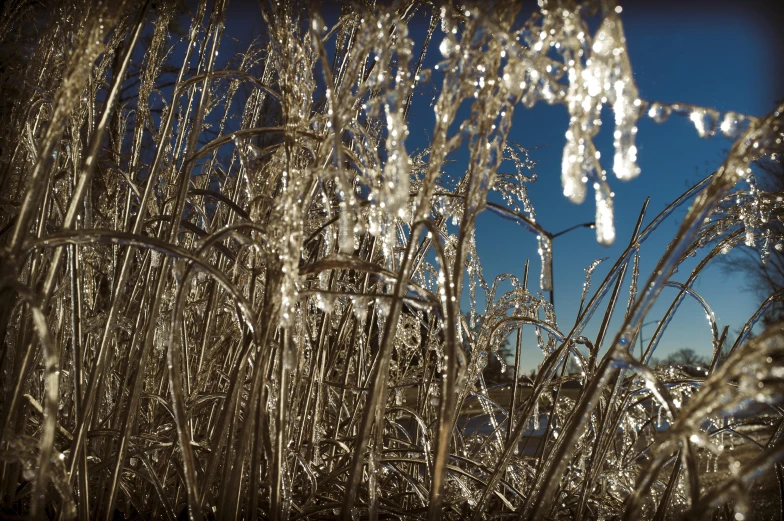 wet grass and other things on a sunny day