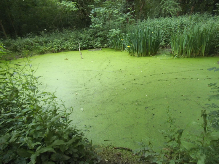 a green pond has algae floating in it