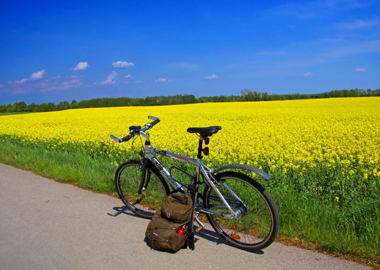 two bikes on a trail near a canola field