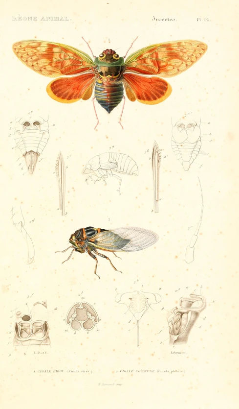 a drawing of the front wings and head of an insect