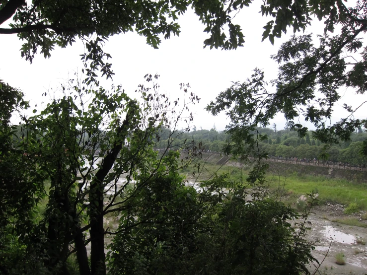 an image of a green jungle and stream