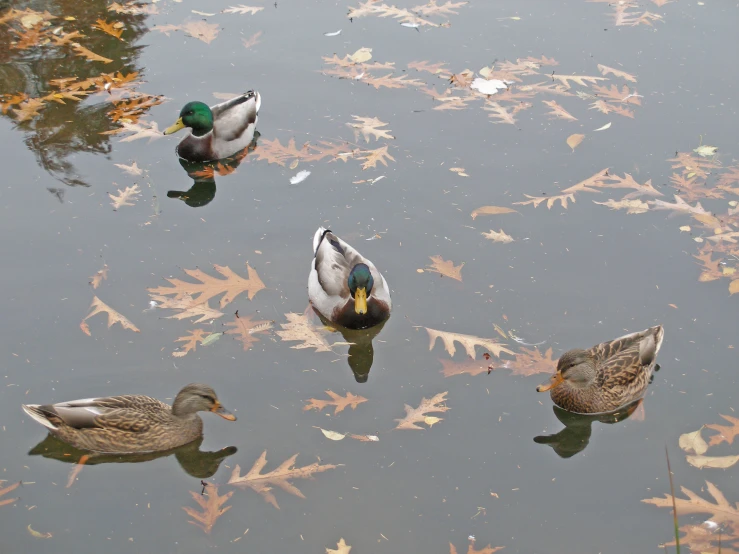 four ducks swimming in water with leafs floating on the ground