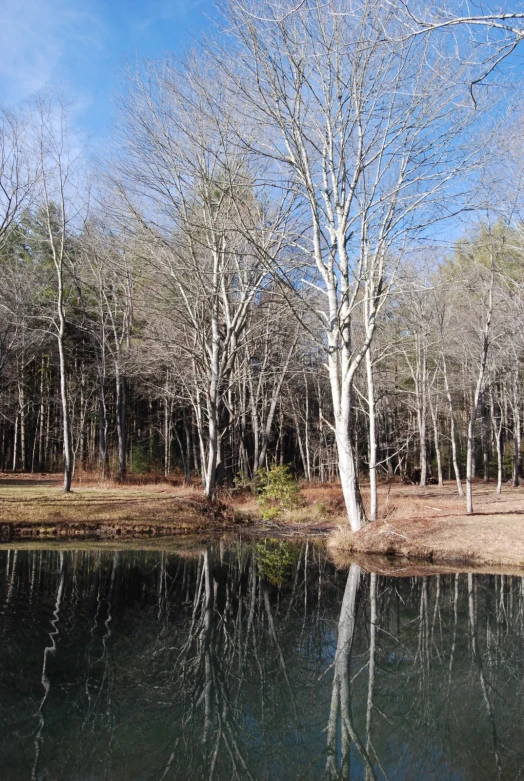 a group of white trees next to water