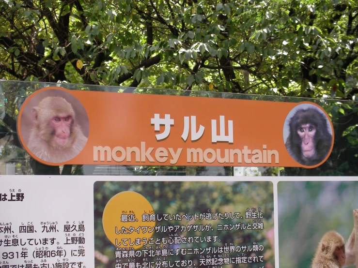 a monkey mountain sign with a monkey in the background