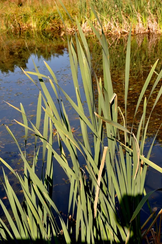 closeup of the green leaves on the edge of the river