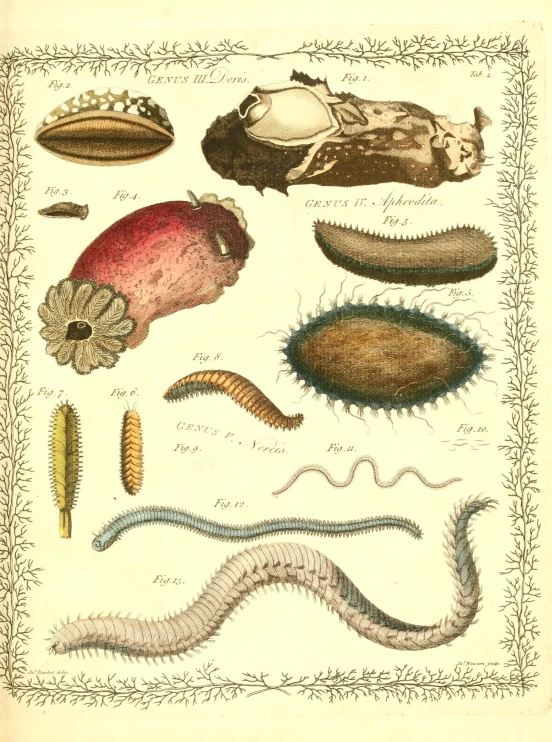 a selection of different plant and animal species