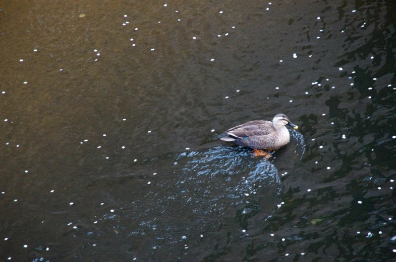 there is a bird sitting on the water