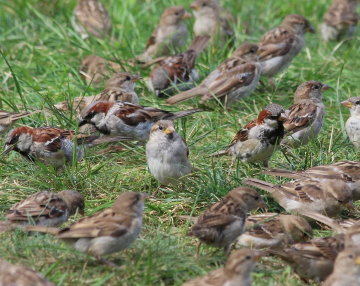 birds are scattered around in the grass and looking around