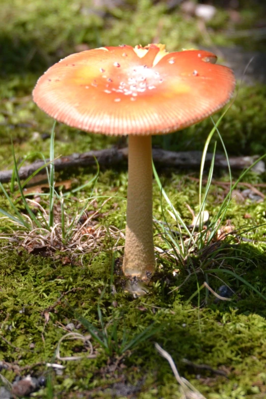 a small orange mushroom sitting on the ground