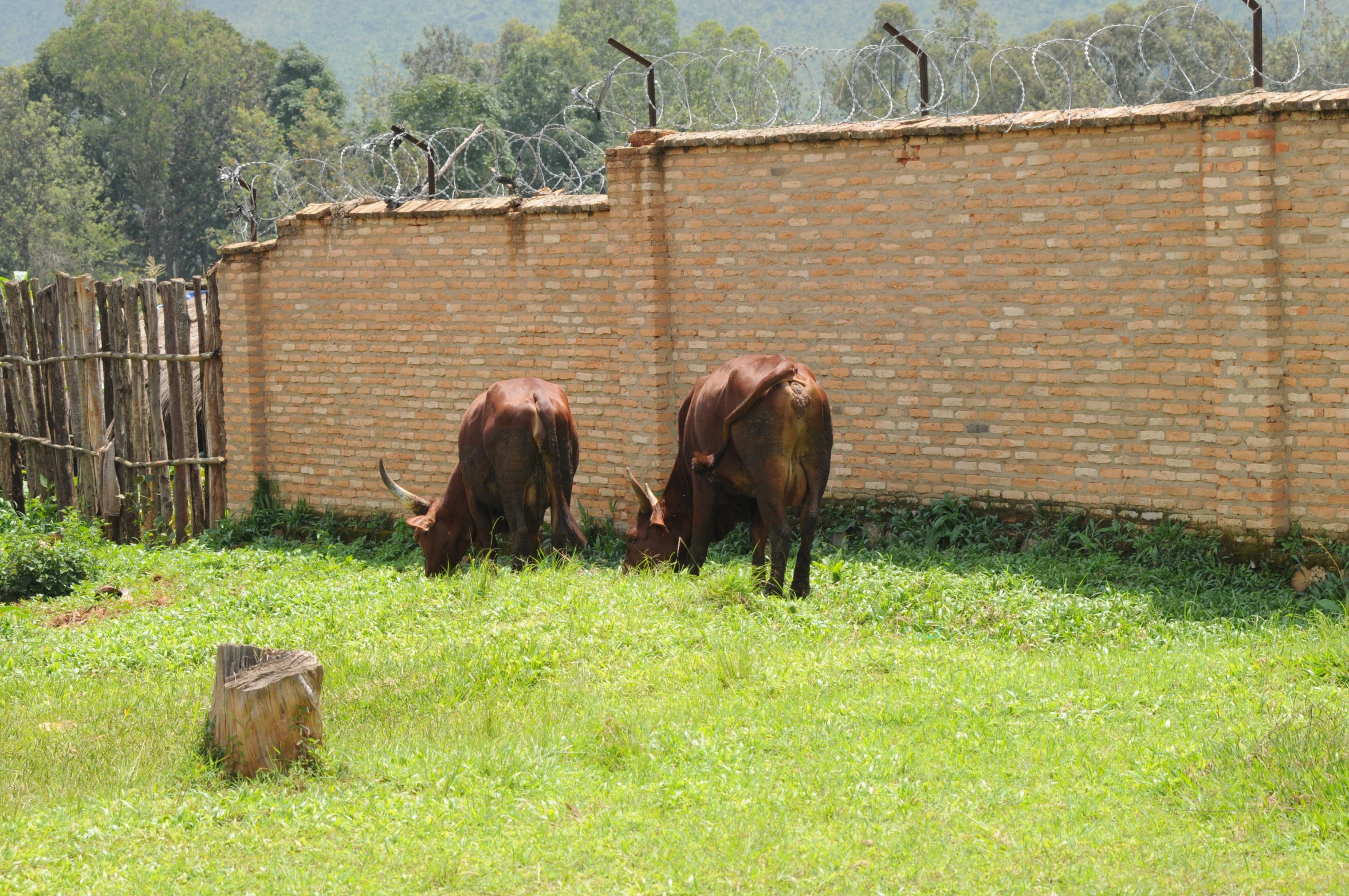 two cows eating grass in front of a brick wall