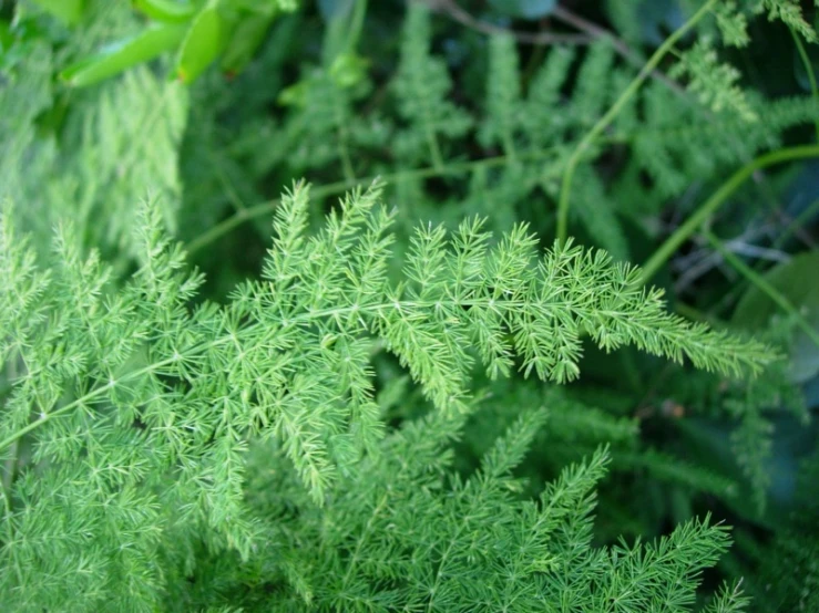 an area with several plants like carrots and tomatoes