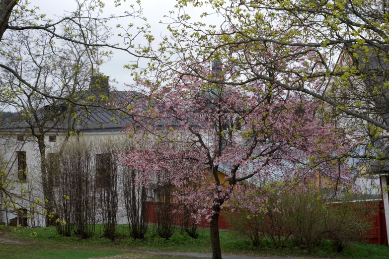 trees, bushes and houses on a cloudy day