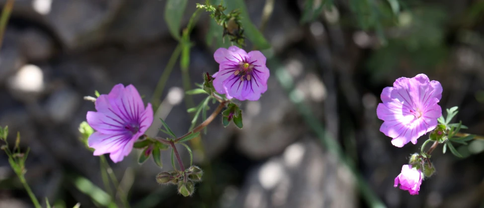 some pretty purple flowers are in the background