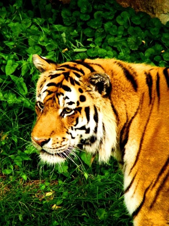 tiger with dark spots standing in grass, with head down