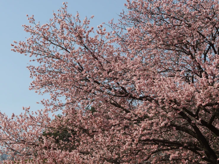 pink cherry blossoms on a tree with a blue sky background