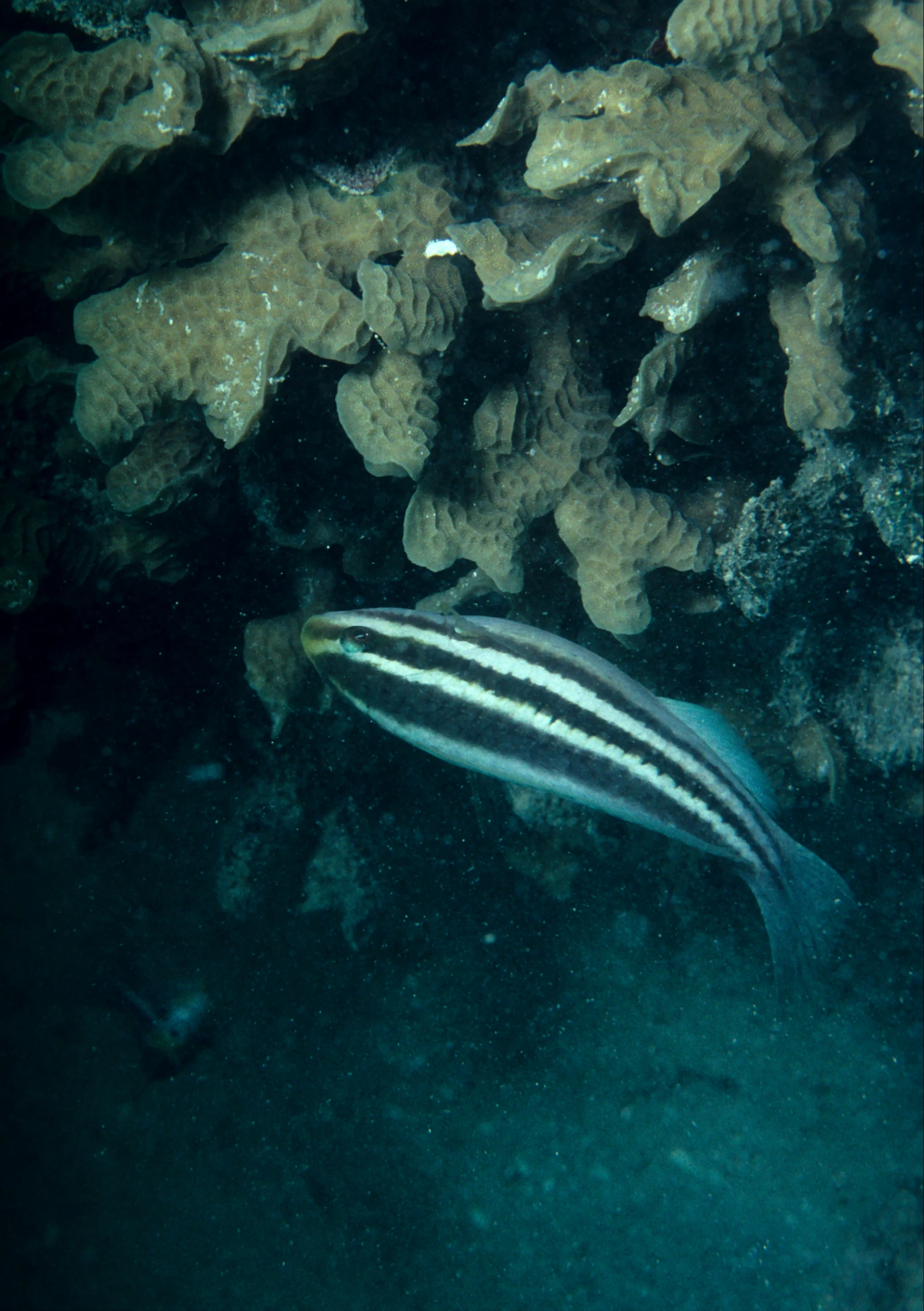 a fish is shown swimming under some rocks