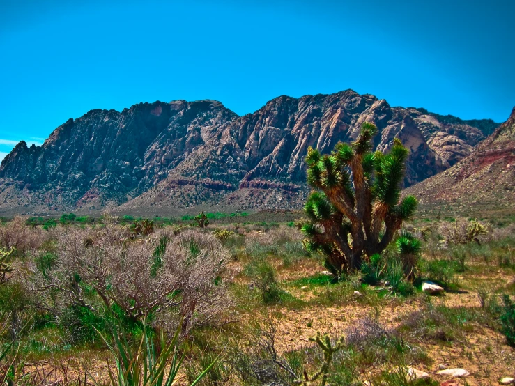 desert scene with mountains and sp vegetation